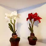 Apartamento Cortadura Beach
